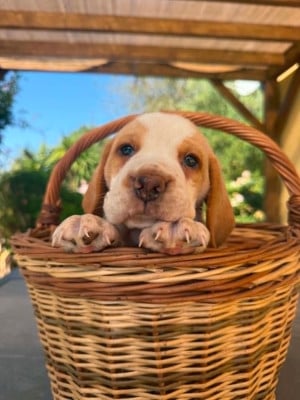 Les chiots de Beagle