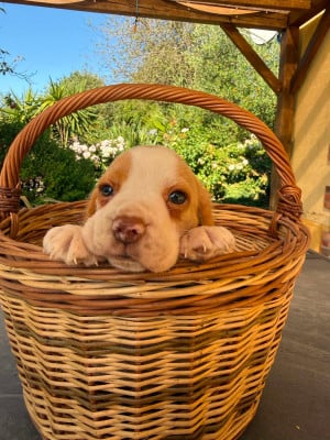 Les chiots de Beagle