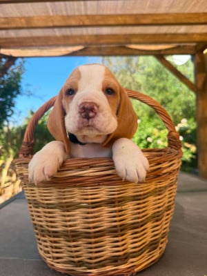Les chiots de Beagle