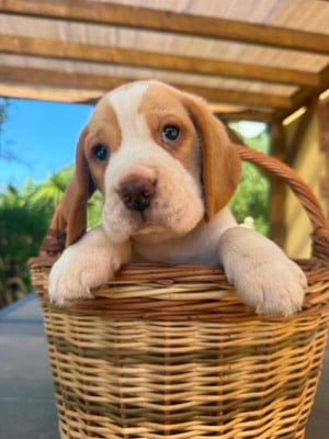 Les chiots de Beagle