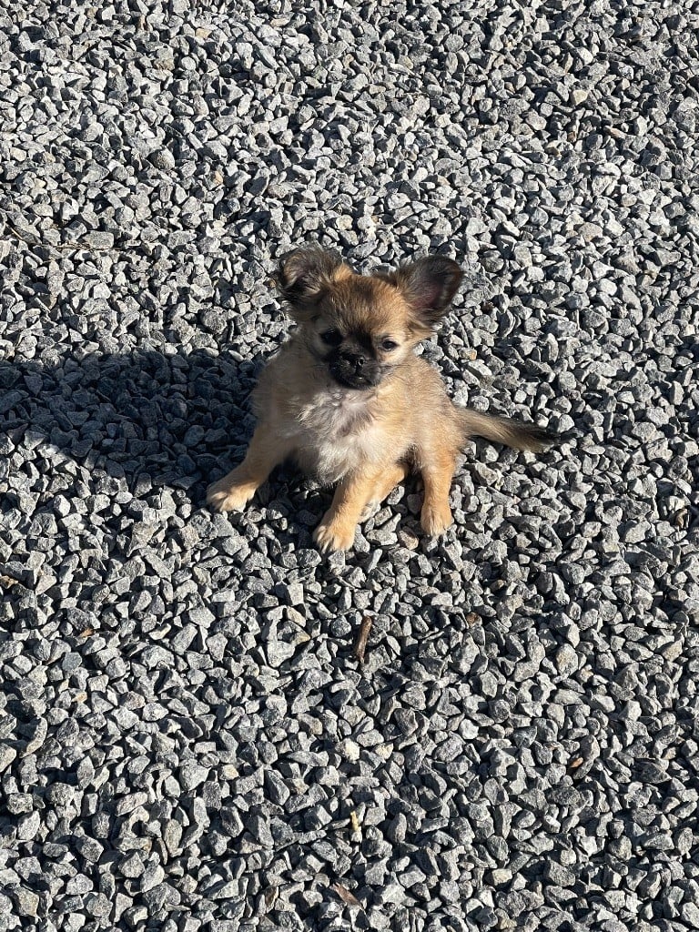 Atos Des Mini Elidyle