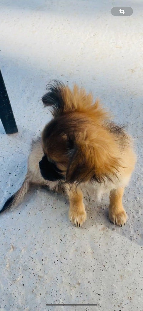 Atos Des Mini Elidyle