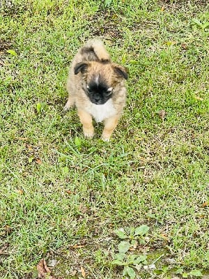 Les chiots de Chihuahua