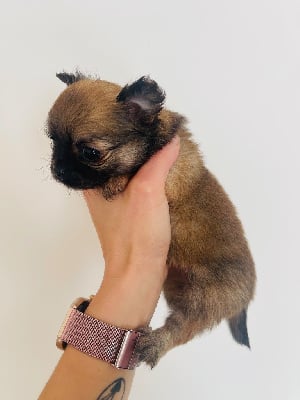 Les chiots de Chihuahua