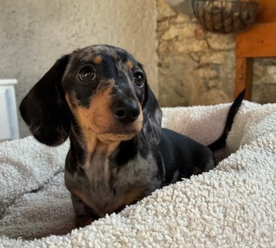 Les chiots de Teckel poil ras