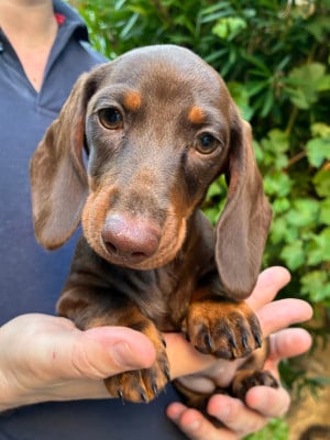 Les chiots de Teckel poil ras