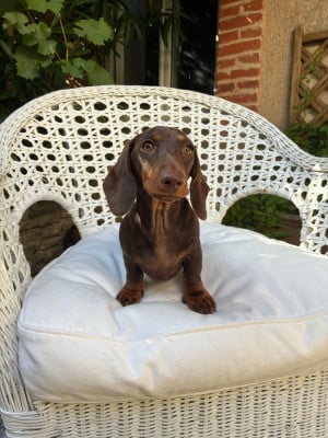 Les chiots de Teckel poil ras