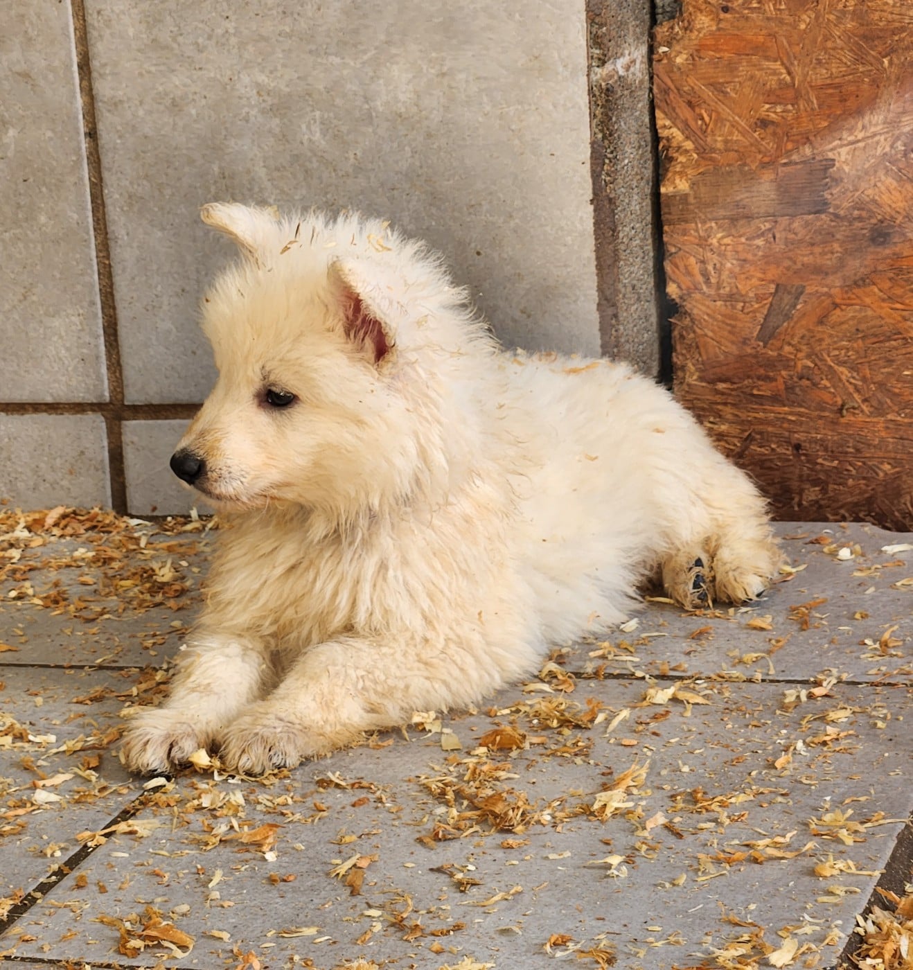 CHIOT 8 mâle (collier violet)