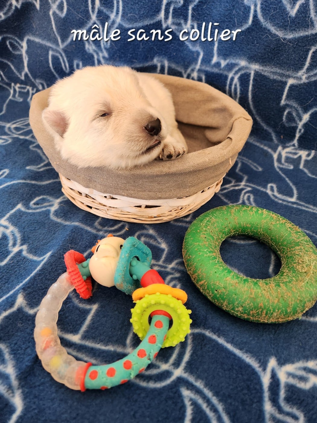 Chiot N°4 - Berger Blanc Suisse