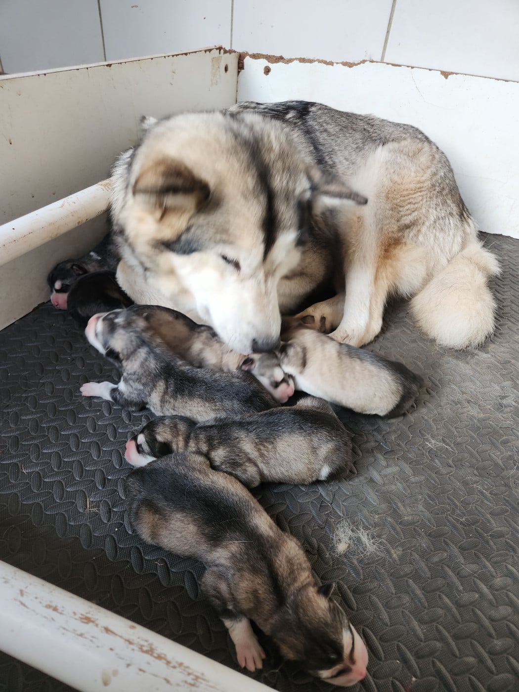 Chiot N°3 - Alaskan Malamute