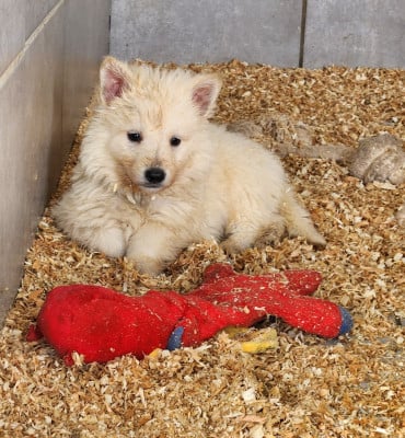 Les chiots de Berger Blanc Suisse