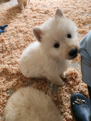 Les chiots de Berger Blanc Suisse