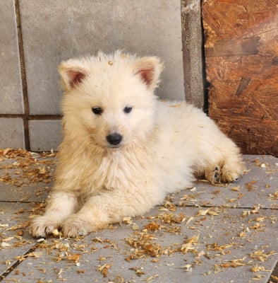 Les chiots de Berger Blanc Suisse