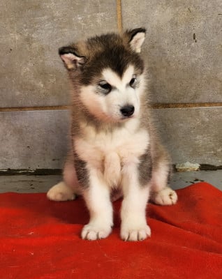 Les chiots de Alaskan Malamute