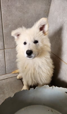 Les chiots de Berger Blanc Suisse