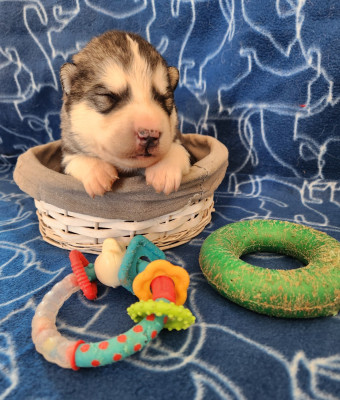 Les chiots de Alaskan Malamute