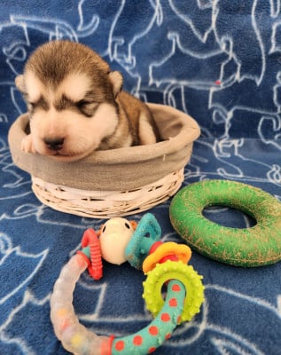 Les chiots de Alaskan Malamute