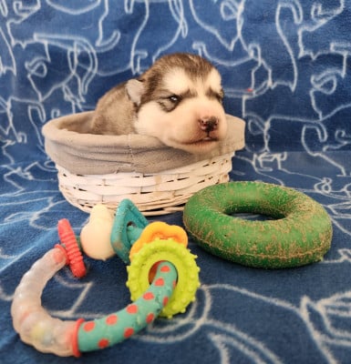 Les chiots de Alaskan Malamute