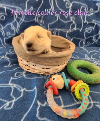 Les chiots de Berger Blanc Suisse