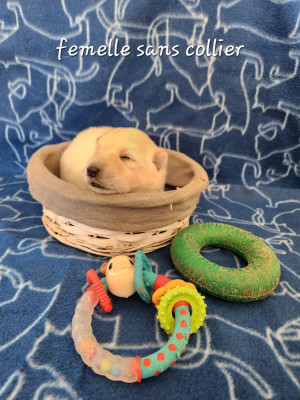 Les chiots de Berger Blanc Suisse