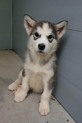 Les chiots de Alaskan Malamute