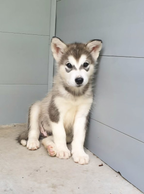 Les chiots de Alaskan Malamute