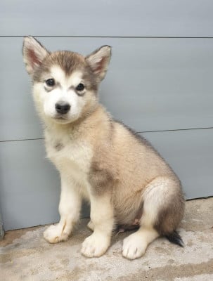 Les chiots de Alaskan Malamute