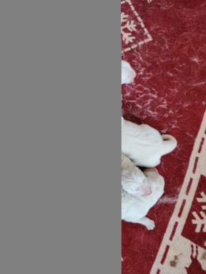 Les chiots de Berger Blanc Suisse