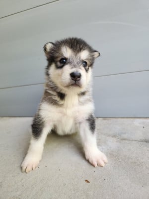 Les chiots de Alaskan Malamute