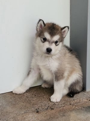 Les chiots de Alaskan Malamute
