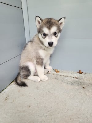 Les chiots de Alaskan Malamute