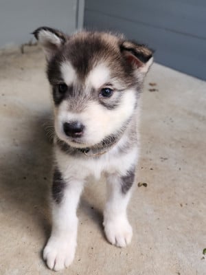 Les chiots de Alaskan Malamute