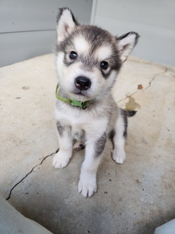 Alaskan Malamute - Du Domaine De La Maisonnette