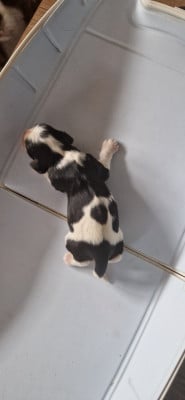 Les chiots de Cavalier King Charles Spaniel