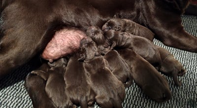 Les chiots de Labrador Retriever