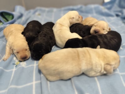 Les chiots de Labrador Retriever