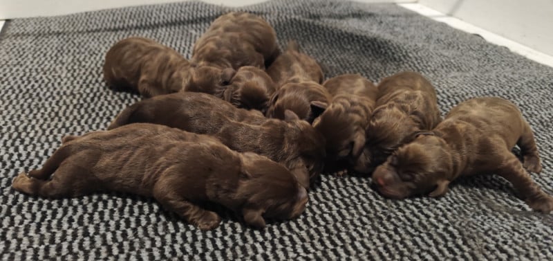 Labrador Retriever - du verger de la placette