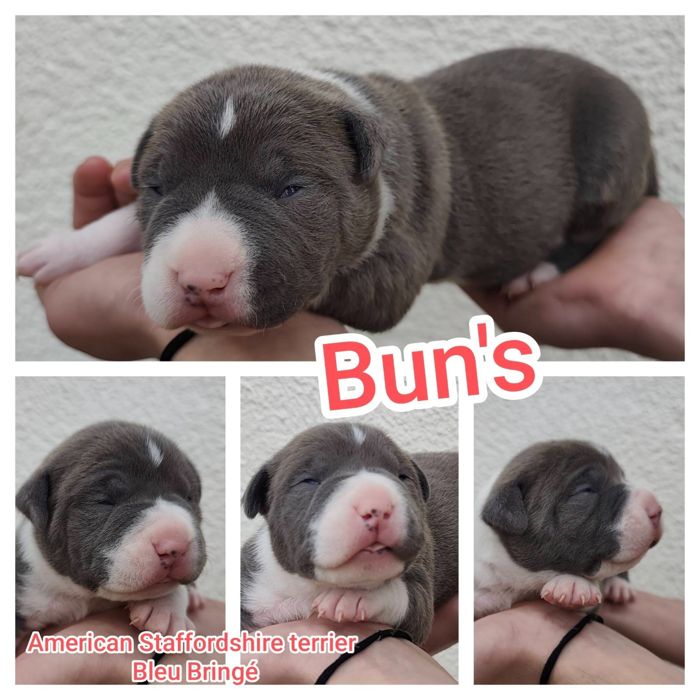 Bun's