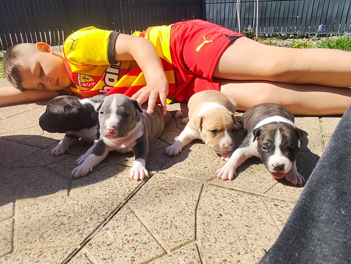 American Staffordshire Terrier - (Sans Affixe)