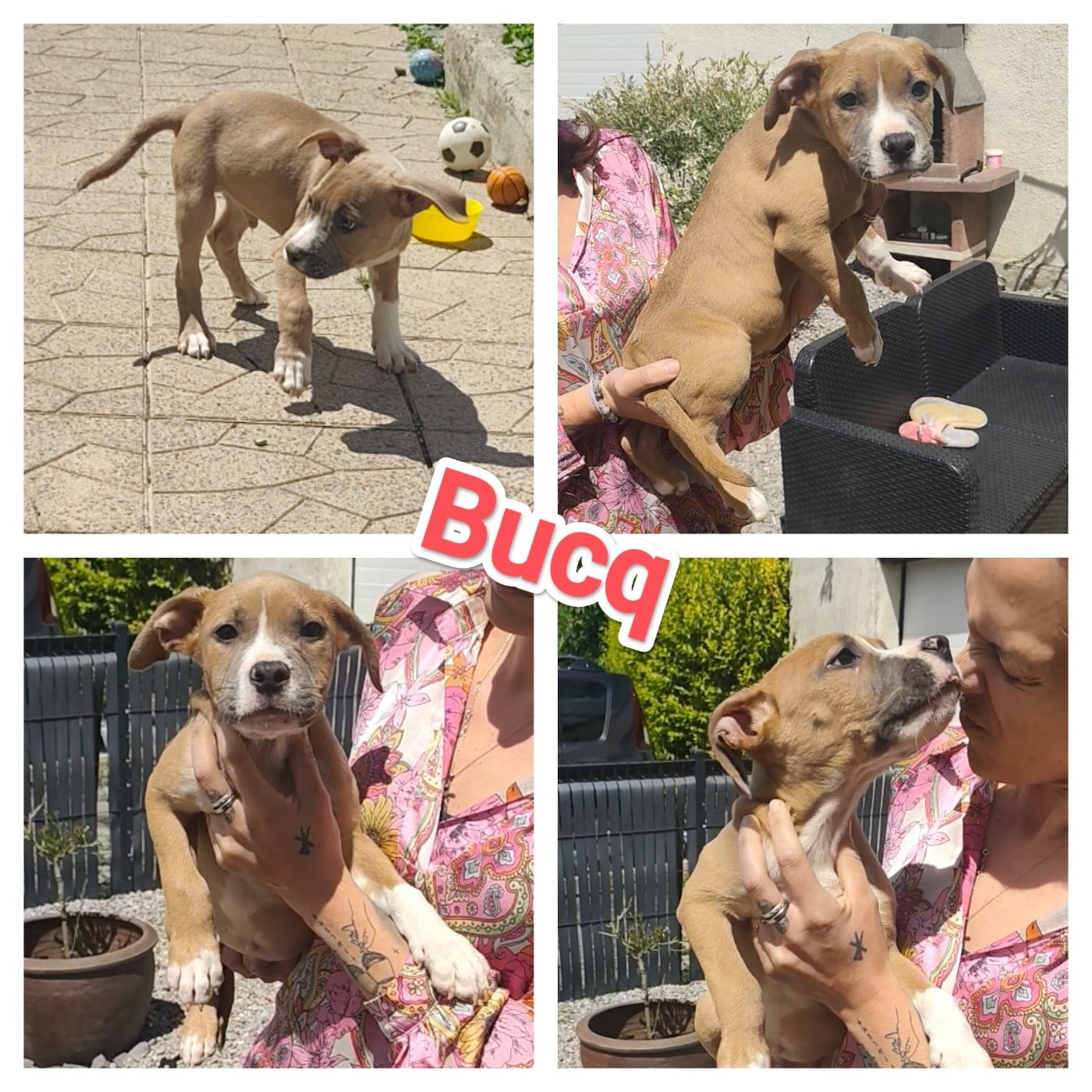 Bucq