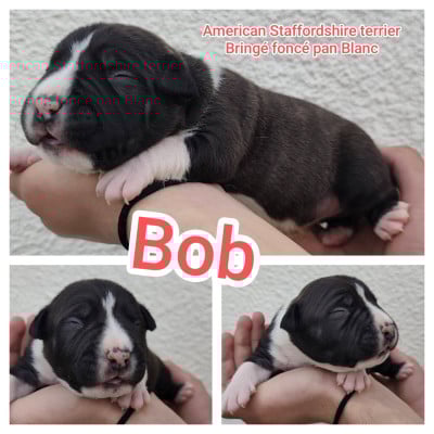 Les chiots de American Staffordshire Terrier