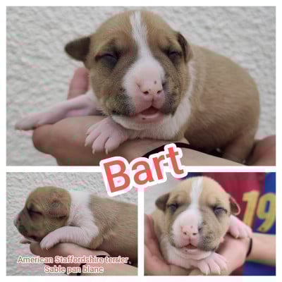 Les chiots de American Staffordshire Terrier
