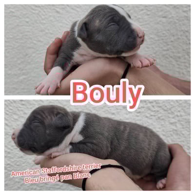 Les chiots de American Staffordshire Terrier