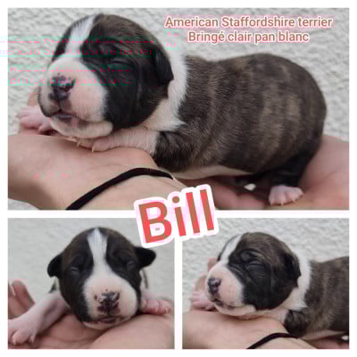 Les chiots de American Staffordshire Terrier