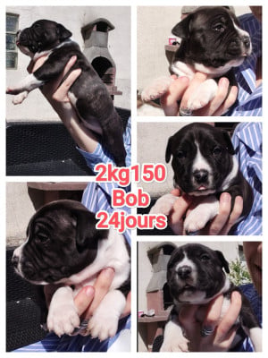 Les chiots de American Staffordshire Terrier