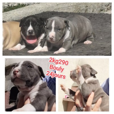Les chiots de American Staffordshire Terrier