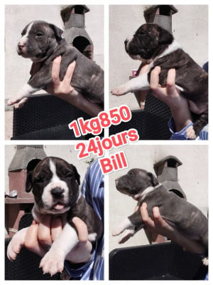 Les chiots de American Staffordshire Terrier