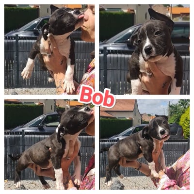 Les chiots de American Staffordshire Terrier
