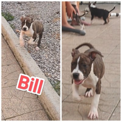 Les chiots de American Staffordshire Terrier