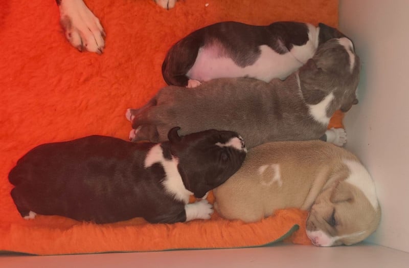 American Staffordshire Terrier - (Sans Affixe)